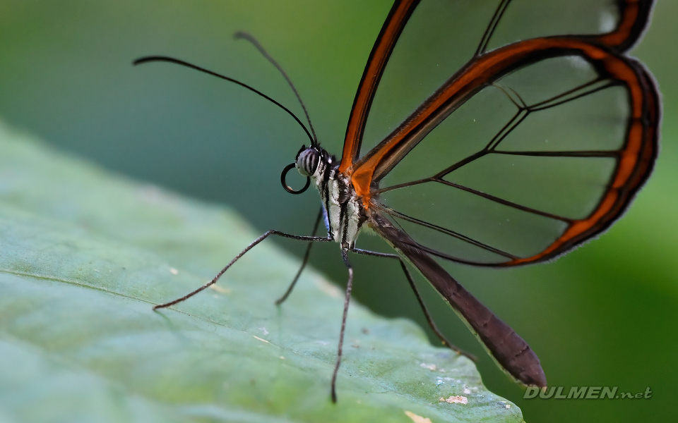 01 Glasswing Butterfly (Greta oto)